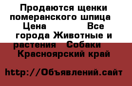 Продаются щенки померанского шпица › Цена ­ 45 000 - Все города Животные и растения » Собаки   . Красноярский край